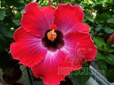 RUM RUNNER 01-002.jpg
