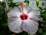 PACIFIC PEARL 03-001.jpg