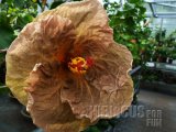 TOPAZ GLORY 006-01.jpg