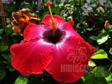 RUM RUNNER 05-001.jpg