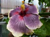 TAHITIAN TAUI 05-001.jpg