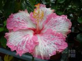 THINK PINK 03-001.jpg