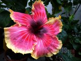 TAHITIAN QUEEN 04-002.jpg