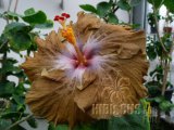 WALLFLOWER 03-001.jpg