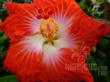 ORANGE CAPUCINE 01-000.jpg