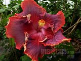 NIGHT RUNNER 2012-04-001.jpg