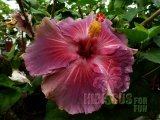 BLUESMANN 2012-02-001.jpg