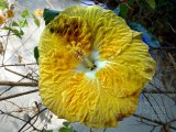 KINCHEN YELLOW 2012-01-001.jpg