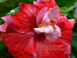 CHERRY BLUE 2012-0001.jpg
