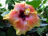 TROPICAL PUNCH 2012-01-001.jpg