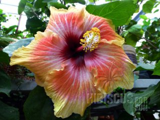 TROPICAL PUNCH 2012-01-001.jpg