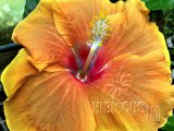 SPARKLES SPICE 2012-0001.jpg