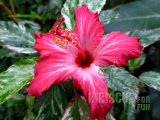 HIBISCUS COOPERI 2012-01-001.jpg