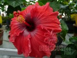 BURNT RED 03-002.jpg