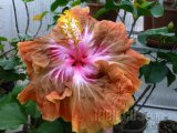 JEANETTE ELLIFF 2012-05-001.jpg