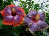 FIFTH DIMENSION+SILVER SUN 2012-01-001.jpg