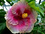 BEAUTIFUL DESIRE 2012-01-001.jpg
