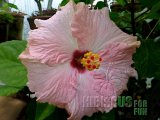 SHADY LADY 2013-01-001.jpg