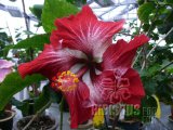 DRAGONS BREATH 03-002.jpg