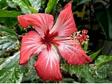 HIBISCUS COOPERI 2013-01-002.jpg