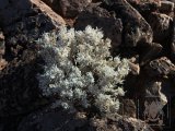 07 FISHRIVERCANYON 026.jpg