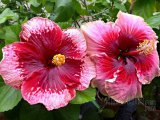 TAHITIAN MARVEL+VALENTINE S DAY 2016-01-001.jpg