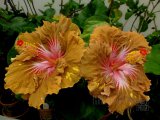TOFFE CRUNCH 2015-01-001 TANDEM.jpg