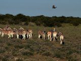 18 ETOSHA017.jpg