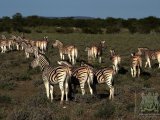 18 ETOSHA018.jpg