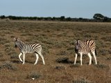 18 ETOSHA019.jpg