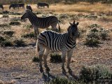 18 ETOSHA022.jpg