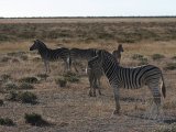 18 ETOSHA023.jpg