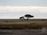 18 ETOSHA026.jpg