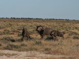 18 ETOSHA028.jpg