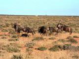 18 ETOSHA029.jpg