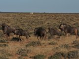 18 ETOSHA030.jpg