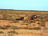 18 ETOSHA031.jpg