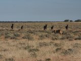 18 ETOSHA032.jpg