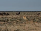 18 ETOSHA033.jpg