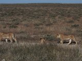 18 ETOSHA036.jpg