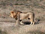 18 ETOSHA042.jpg