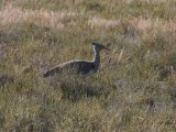 18 ETOSHA046.jpg