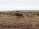 18 ETOSHA047.jpg