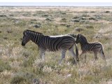 18 ETOSHA048.jpg