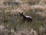 18 ETOSHA049.jpg