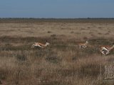 18 ETOSHA050.jpg