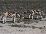 18 ETOSHA051.jpg