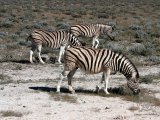 18 ETOSHA053.jpg