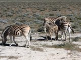 18 ETOSHA054.jpg