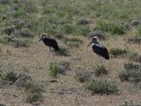 18 ETOSHA055.jpg